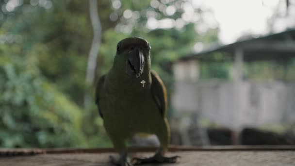一只喜庆的亚马逊鹦鹉在窗台上散步的前景色 关门了 — 图库视频影像