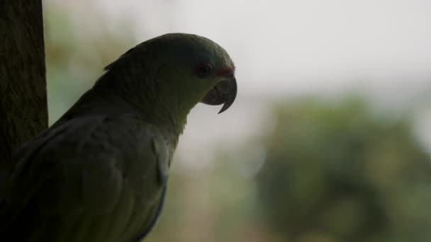 Porträtt Grönfjädrad Amazon Papegoja Mot Suddig Bakgrund Amazona Festiva Närbild — Stockvideo