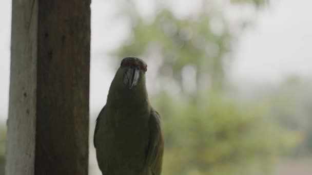 Perroquet Festif Perché Sur Fenêtre Une Cabane Bois Équateur Plan — Video