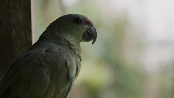Festlig Papegoja Tittar Bort Vrider Huvudet Och Titta Kameran Amazona — Stockvideo