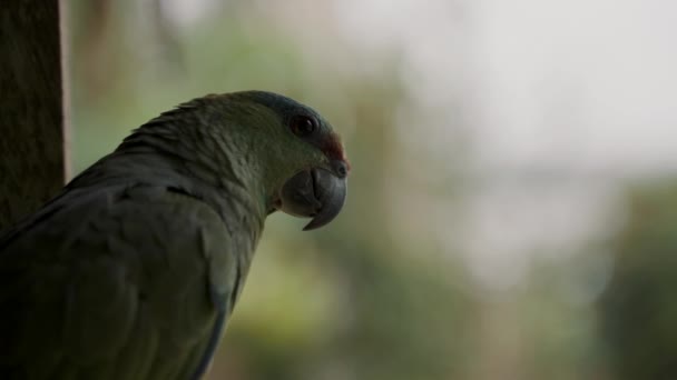 Gros Plan Perroquet Amazonien Festif Regardant Autour Lui Dans Forêt — Video