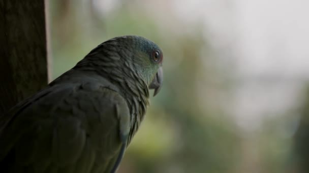 Triste Papagaio Amazônico Festivo Olhando Afar Com Fundo Bokeh Burred — Vídeo de Stock