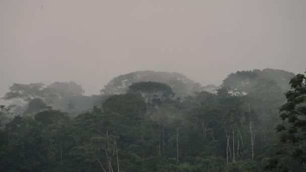 Amazon Rainforest Într Ceață Ecuador Static Larg — Videoclip de stoc