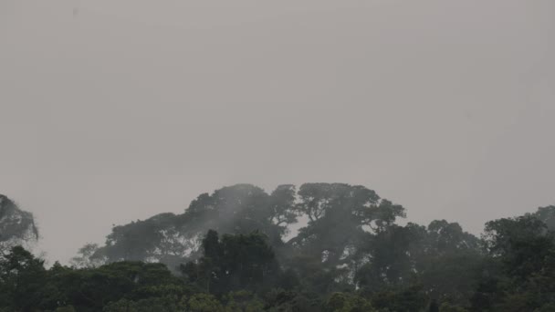 Buja Növényzet Foggy Amazon Esőerdő Ecuador Statikus — Stock videók