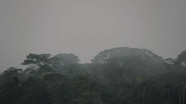 Foggy Trees Amazon Rainforest Early Morning Ecuador Engelsk Bred – stockvideo