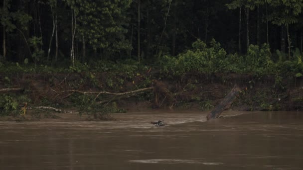 Broken Trees River Flowing Rainforest Amazon Ecuador Static Shot — Stock Video