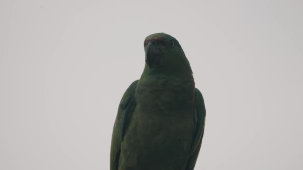 Uroczysta Amazonka Papuga Zielonym Upierzeniem Przeciwko Dramatycznemu Niebu Ekwadorze Zbliżenie — Wideo stockowe