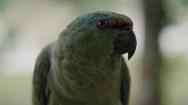 Detailní Záběr Profil Amazon Slavnostní Papoušek Pozadí Bokeh Selektivní Zaostření — Stock video