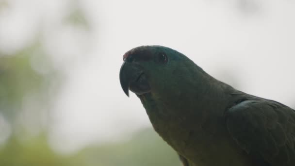 南アメリカのエクアドルの熱帯雨林に保存されている自然保護区のアマゾンフェスティバルオウム 選択的フォーカスショット — ストック動画