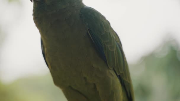 Närbild Festliga Amazon Papegoja Med Grön Fjäderdräkt Ecuador Amazona Festiva — Stockvideo