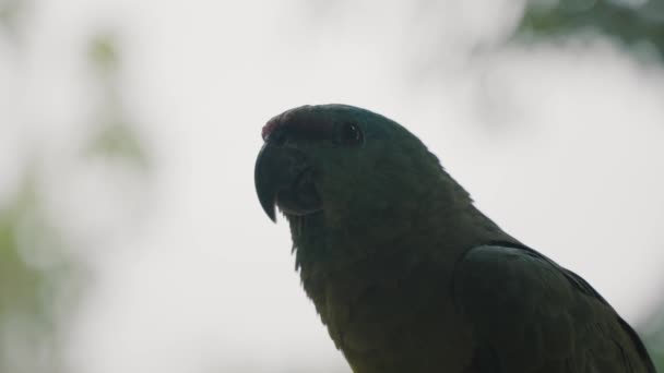 Papagaio Festivo Ameaçado Amazona Festiva Floresta Amazônica Equador Foco Seletivo — Vídeo de Stock