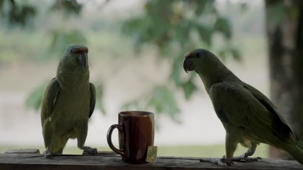 Gündüz Vakti Ekvador Iki Papağan Bir Fincan Çay Kapat — Stok video
