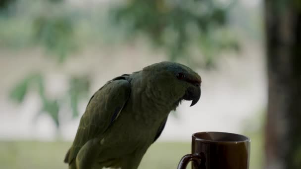 Festlig Papegoja Skakar Huvudet Bredvid Bägare Närbild — Stockvideo