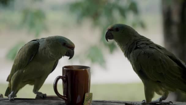 Två Festliga Amazonas Papegojor Tittar Bägaren Varmt Närbild — Stockvideo