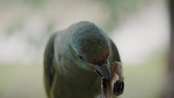 Papagaio Festivo Com Saco Chá Seu Bife Contra Fundo Bokeh — Vídeo de Stock