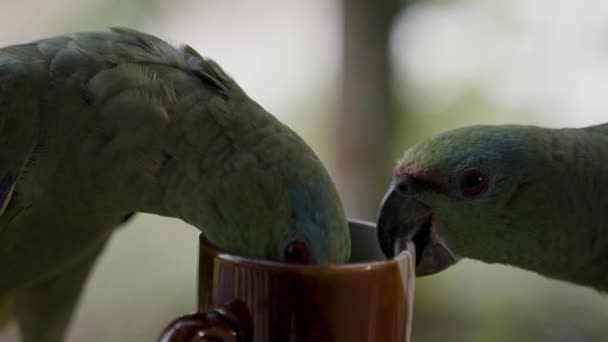Festivo Papagaio Amazônia Cabeça Dentro Taça Tirou Saco Chá Perto — Vídeo de Stock