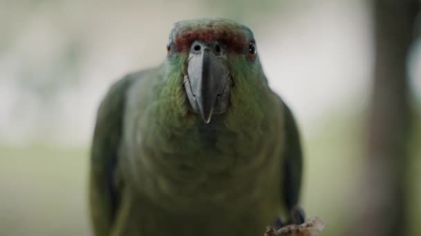 Зеленый Праздничный Попугай Жует Фестиваль Амазонки Тропическом Лесу Эквадоре Close — стоковое видео