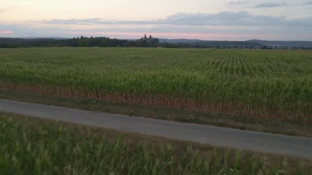 Drohnenflug Rückwärts Über Riesigen Maisfeldern Deutschland — Stockvideo