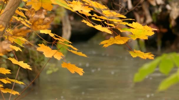 安大略省阿尔贡金公园秋天的加拿大枫叶 — 图库视频影像
