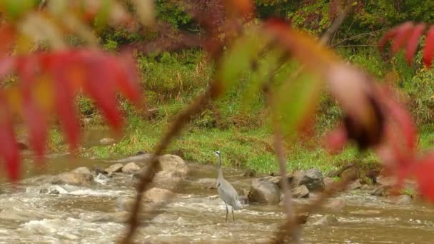Блукаючий Птах Велика Блакитна Чапля Відкритій Річці — стокове відео