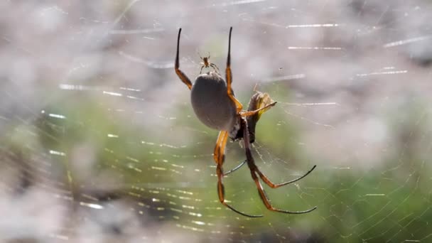 Zbliżenie Złotego Jedwabnego Pająka Pajęczynie Sunlight Spiderweb Australia — Wideo stockowe