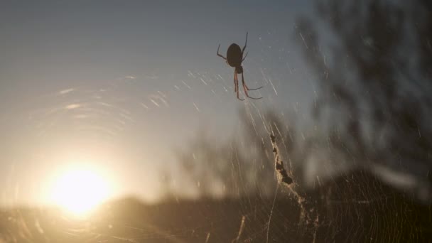 Close Van Golden Orb Spider Nog Steeds Cobweb Tijdens Zonsondergang — Stockvideo