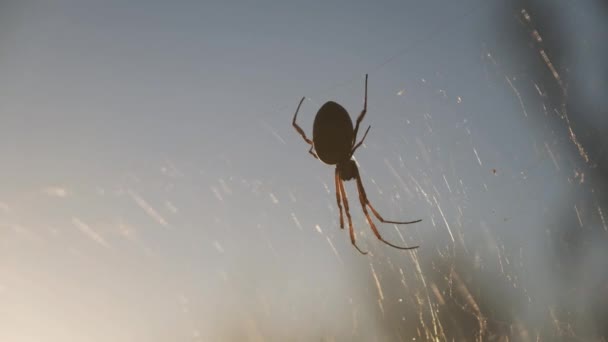 Silhouette Araignée Orb Weaver Soie Dorée Sur Toile Araignée Lumière — Video