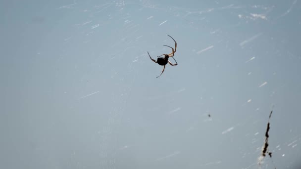 Silhouette Golden Orb Weaver Spider Making Web Agaist Blue Sky — Stock Video