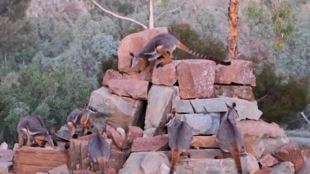 黄脚岩鼠在红岩上觅食 寻找美丽的生物 寻找澳大利亚荒野风景 — 图库视频影像
