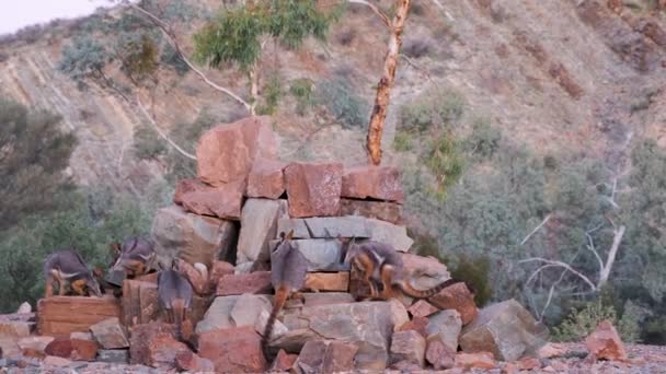 在岩石上建立了沃拉比家族 环尾石沃拉比跳跃和寻找食物 澳大利亚 — 图库视频影像