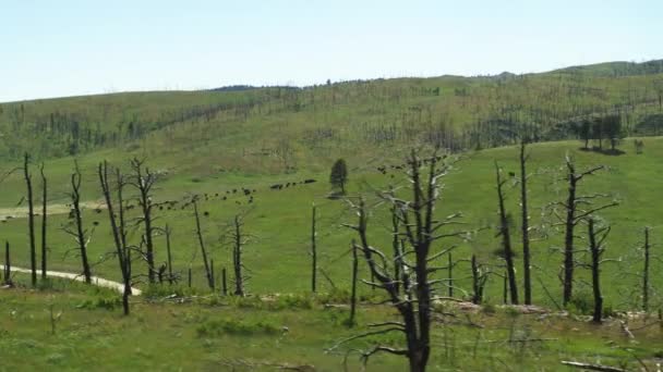 サウスダコタ平原の丘の上でのバイソン放牧 — ストック動画
