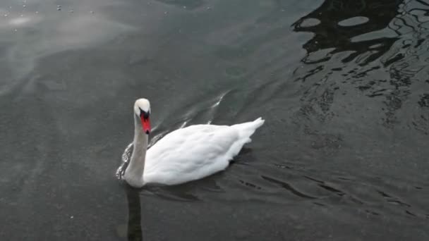 Cisne Flotando Sobre Lago — Vídeo de stock