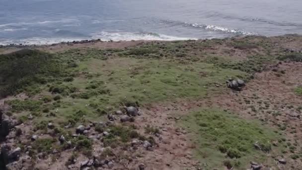 在一个阳光明媚的日子里 用海鸟在库克岛自然保护区的破地形飞行 空中无人驾驶飞机 — 图库视频影像