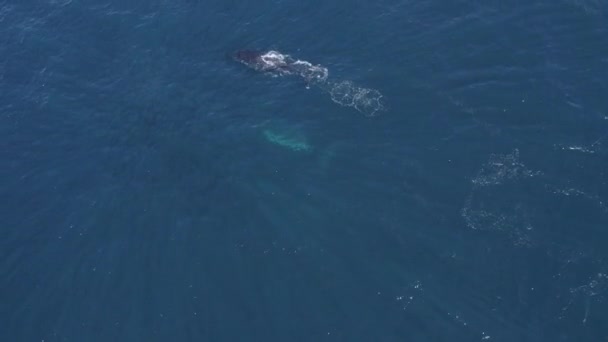 澳大利亚黄金海岸海面上的座头鲸游泳和浮游的空中景观 — 图库视频影像