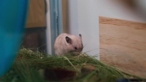 叙利亚仓鼠的宠物坐在笼子里吃着食物 — 图库视频影像