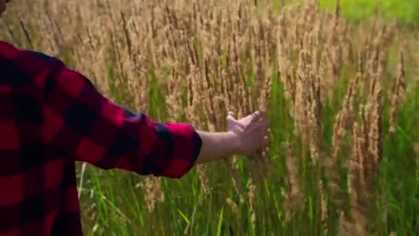 Teenager Boy Touching Tall Grass His Hand Reaching Relaxing Harmony — Stock Video
