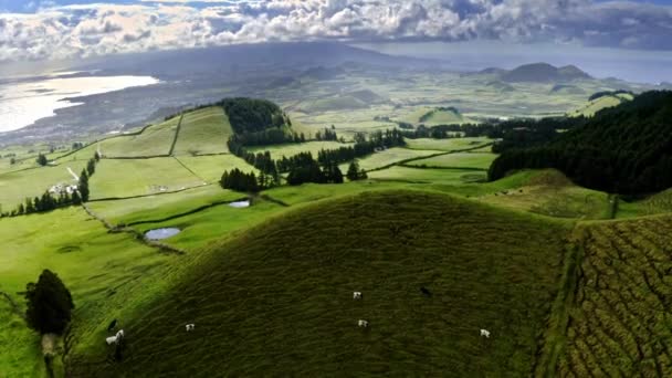 Vacas Colina Cónica Hermoso Campo Debajo Las Nubes Vista Aérea — Vídeos de Stock