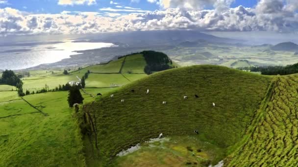 奶牛在陡峭的山坡顶上吃草 外面的风景令人惊叹 — 图库视频影像