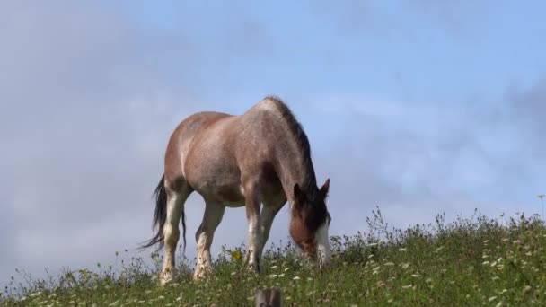 Krásný Kůň Který Pásne Neobyčejně Modrou Oblohou — Stock video