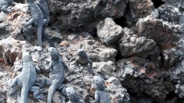 Marine Iguanas Basking Rock Isabela Island Galapagos Ecuador Закрий Двері — стокове відео