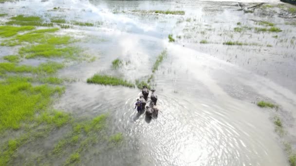 Campesino Pastoreando Búfalos Agua Arrozal Sumergido Inundado Sur Asia Plano — Vídeos de Stock