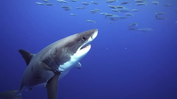 Fome Assustador Grande Tubarão Branco Com Muitas Cicatrizes Dorsais Close — Vídeo de Stock