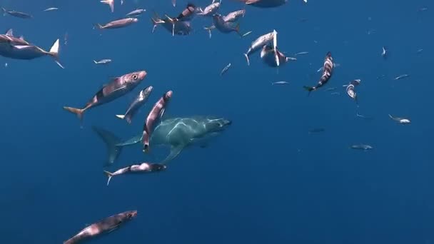 Слідкуючий Знімок Великої Білої Акули Плаває Повз Водолаз Через Школу — стокове відео