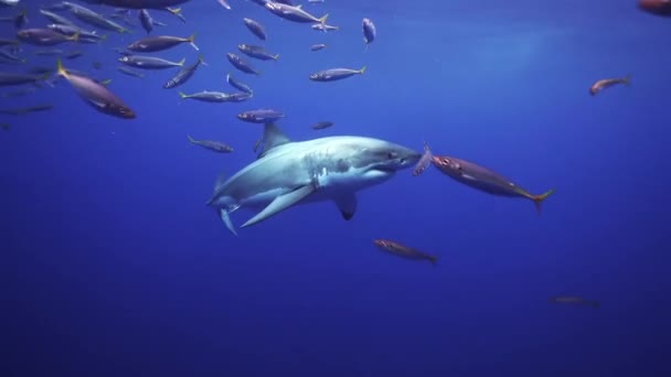 Dalgıçların Yanında Yüzen Büyük Beyaz Köpekbalıklarının Izini Sürüyorum — Stok video