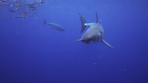 Śledzenie Ujęcia Żarłacza Białego Krążącego Wokół Szkoły Ryb Tuńczyka Żółtopłetwego — Wideo stockowe