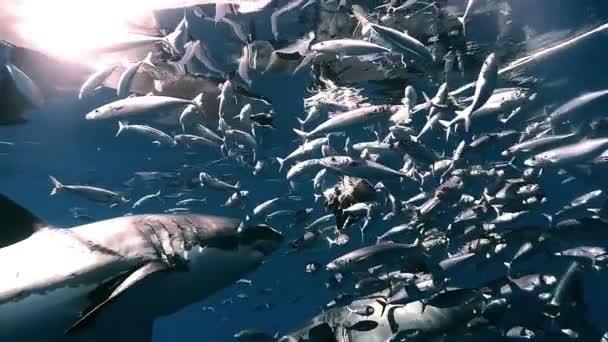 Μεγάλοι Λευκοί Καρχαρίες Εισβάλλουν Σμήνος Ψαριών Σαρδέλας Κινηματογραφική Αργή Κίνηση — Αρχείο Βίντεο
