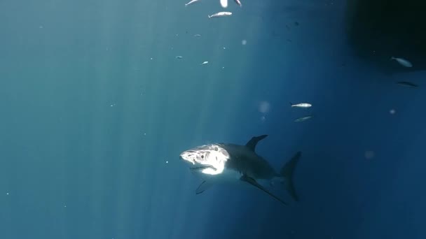 有伤疤的大白鲨在镜头前从黑暗中隐约露出明亮的阳光 — 图库视频影像