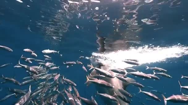 Wielka Przynęta Atakująca Rekina Białego Powierzchni Otoczona Sardynkami Zwolnione Tempo — Wideo stockowe