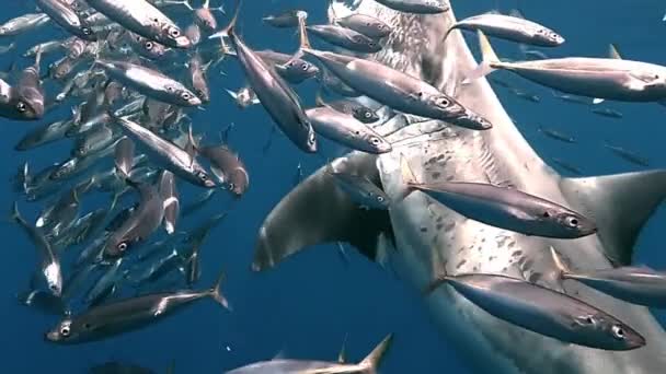 Katil Köpekbalığı Yemi Ağzına Kadar Tırtıklı Dişlerle Dolu Sardalya Sürüsüyle — Stok video