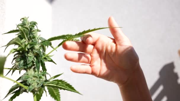 Gros Plan Main Touchant Une Plante Cannabis Par Une Journée — Video